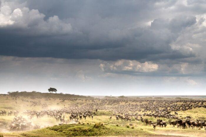 A Thrilling 3-Day Wildebeest Migration Safari
