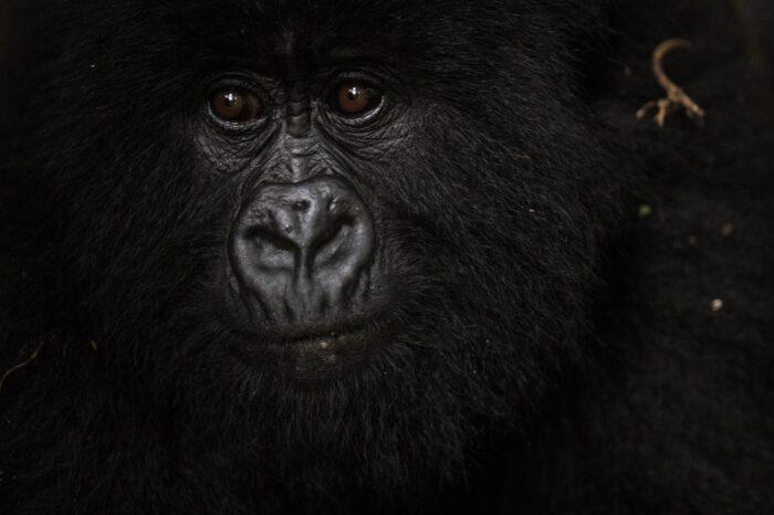A 4-Day Gorilla Safari Adventure in Rwanda